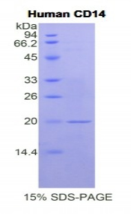 CD14 Protein - Recombinant Cluster Of Differentiation 14 By SDS-PAGE