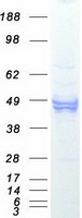 CD14 Protein - Purified recombinant protein CD14 was analyzed by SDS-PAGE gel and Coomassie Blue Staining
