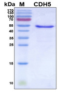 CD144 / CDH5 / VE Cadherin Protein
