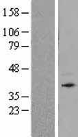 CD157 Protein - Western validation with an anti-DDK antibody * L: Control HEK293 lysate R: Over-expression lysate
