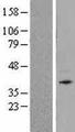 CD157 Protein - Western validation with an anti-DDK antibody * L: Control HEK293 lysate R: Over-expression lysate