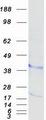 CD157 Protein - Purified recombinant protein BST1 was analyzed by SDS-PAGE gel and Coomassie Blue Staining