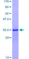 CD163 Protein - 12.5% SDS-PAGE Stained with Coomassie Blue.