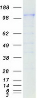 CD163 Protein - Purified recombinant protein CD163 was analyzed by SDS-PAGE gel and Coomassie Blue Staining