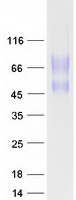CD164 Protein - Purified recombinant protein CD164 was analyzed by SDS-PAGE gel and Coomassie Blue Staining
