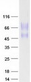 CD164 Protein - Purified recombinant protein CD164 was analyzed by SDS-PAGE gel and Coomassie Blue Staining