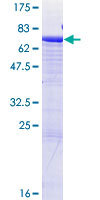 CD177 Protein - 12.5% SDS-PAGE of human CD177 stained with Coomassie Blue