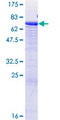 CD177 Protein - 12.5% SDS-PAGE of human CD177 stained with Coomassie Blue