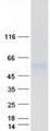 CD177 Protein - Purified recombinant protein CD177 was analyzed by SDS-PAGE gel and Coomassie Blue Staining