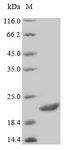 CD19 Protein - (Tris-Glycine gel) Discontinuous SDS-PAGE (reduced) with 5% enrichment gel and 15% separation gel.