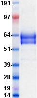 CD19 Protein