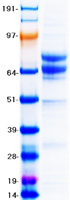 CD19 Protein - Purified recombinant protein CD19 was analyzed by SDS-PAGE gel and Coomassie Blue Staining
