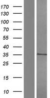 CD1A Protein - Western validation with an anti-DDK antibody * L: Control HEK293 lysate R: Over-expression lysate