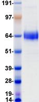 CD1A Protein