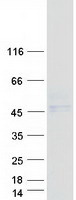 CD1A Protein - Purified recombinant protein CD1A was analyzed by SDS-PAGE gel and Coomassie Blue Staining