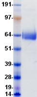 CD1B Protein