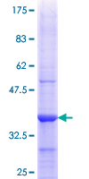 CD1B Protein - 12.5% SDS-PAGE Stained with Coomassie Blue.