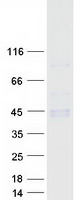 CD1B Protein - Purified recombinant protein CD1B was analyzed by SDS-PAGE gel and Coomassie Blue Staining