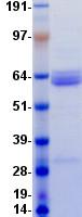 CD1C Protein