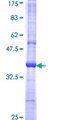 CD1C Protein - 12.5% SDS-PAGE Stained with Coomassie Blue.