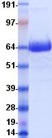 CD1D Protein