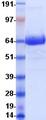 CD1D Protein