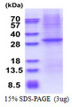 CD1E Protein