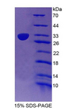 CD1E Protein - Recombinant Cluster Of Differentiation 1e By SDS-PAGE