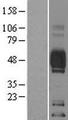 CD2 Protein - Western validation with an anti-DDK antibody * L: Control HEK293 lysate R: Over-expression lysate