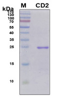 CD2 Protein - SDS-PAGE under reducing conditions and visualized by Coomassie blue staining