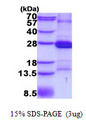 CD2 Protein