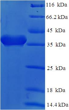 CD2 Protein