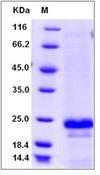 CD20 Protein