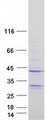 CD20 Protein - Purified recombinant protein MS4A1 was analyzed by SDS-PAGE gel and Coomassie Blue Staining