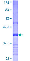 CD200 Protein - 12.5% SDS-PAGE Stained with Coomassie Blue.