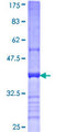 CD200 Protein - 12.5% SDS-PAGE Stained with Coomassie Blue.