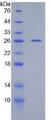 CD200 Protein - Recombinant Cluster Of Differentiation 200 By SDS-PAGE