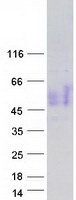 CD200 Protein - Purified recombinant protein CD200 was analyzed by SDS-PAGE gel and Coomassie Blue Staining
