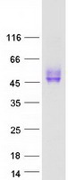 CD200 Protein - Purified recombinant protein CD200 was analyzed by SDS-PAGE gel and Coomassie Blue Staining