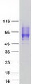 CD200R1 / CD200R Protein - Purified recombinant protein CD200R1 was analyzed by SDS-PAGE gel and Coomassie Blue Staining