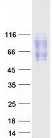 CD200R1 / CD200R Protein - Purified recombinant protein CD200R1 was analyzed by SDS-PAGE gel and Coomassie Blue Staining