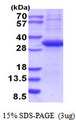 CD207 / Langerin Protein