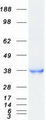 CD207 / Langerin Protein - Purified recombinant protein CD207 was analyzed by SDS-PAGE gel and Coomassie Blue Staining