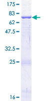 CD209 / DC-SIGN Protein - 12.5% SDS-PAGE of human CD209 stained with Coomassie Blue