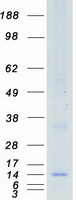 CD225 / IFITM1 Protein - Purified recombinant protein IFITM1 was analyzed by SDS-PAGE gel and Coomassie Blue Staining