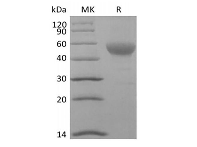 CD24 Protein - Recombinant Human Signal Transducer CD24/CD24 (C-Fc-Avi) Biotinylated