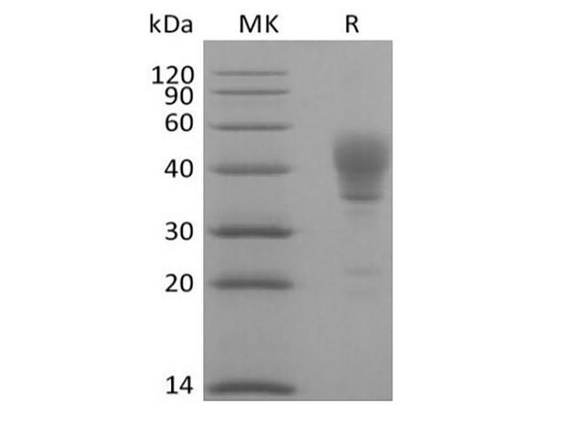 CD24 Protein - Recombinant Human Signal Transducer CD24/CD24 (C-Fc)