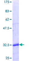 CD24 Protein - 12.5% SDS-PAGE of human CD24 stained with Coomassie Blue