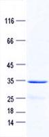 CD24 Protein