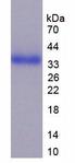CD24 Protein - Recombinant Cluster Of Differentiation 24 By SDS-PAGE